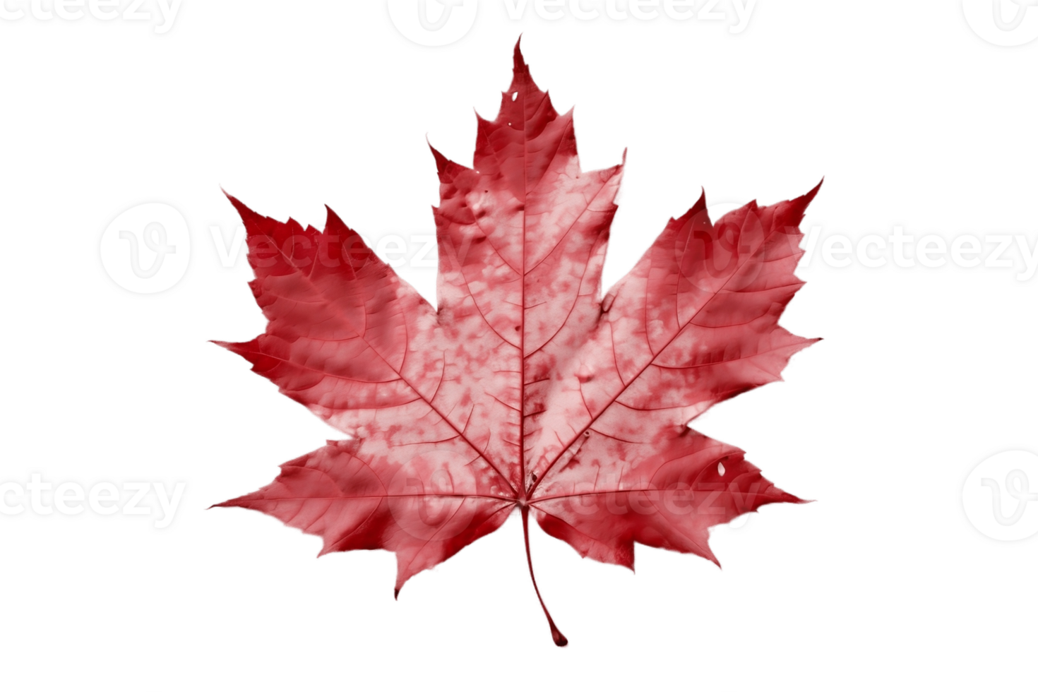 Red Sugar Maple Leaf Isolated on transparent Background with Foliage and Stalk. AI png