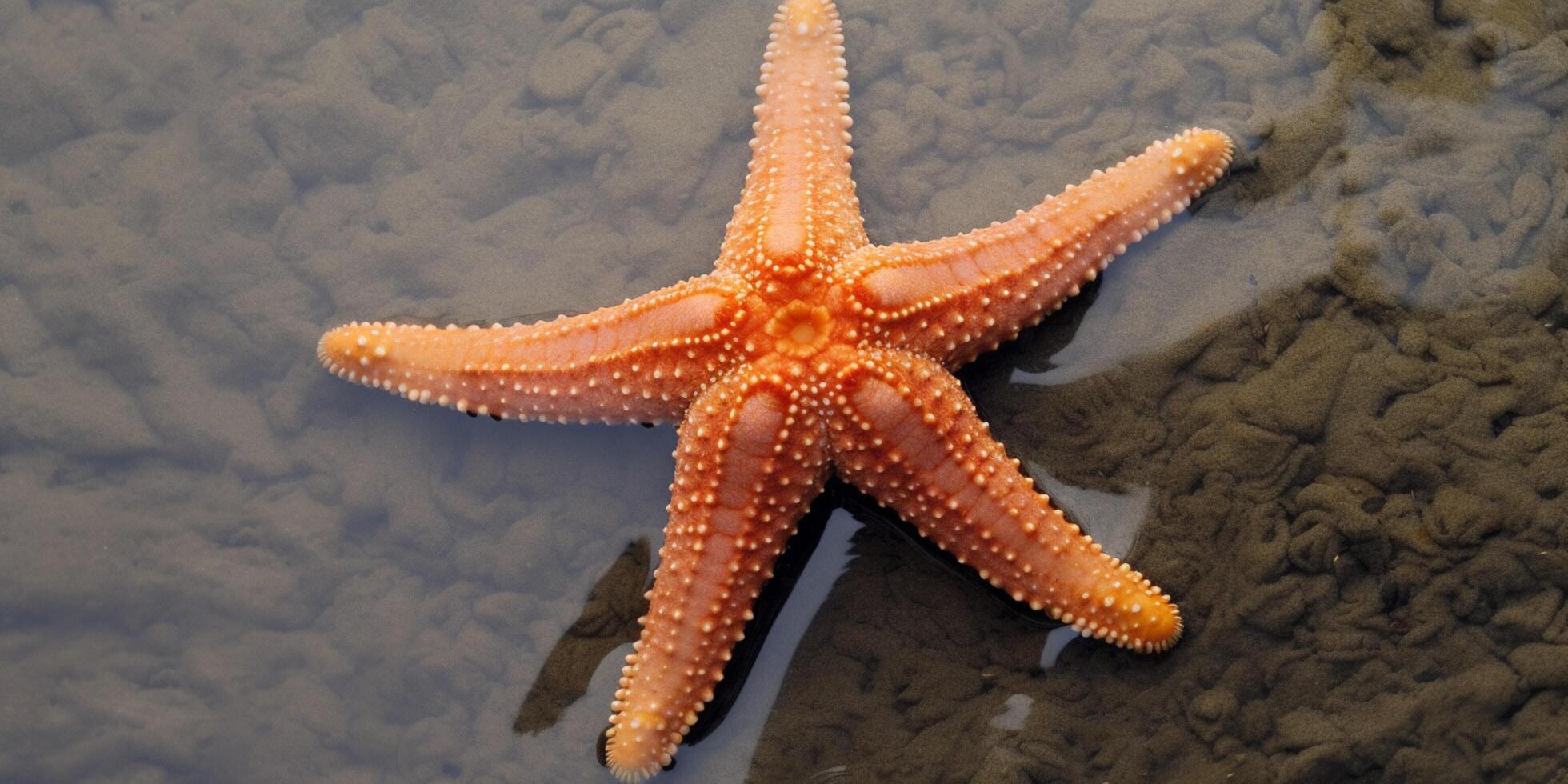 estrella de mar en el mar ai generado foto