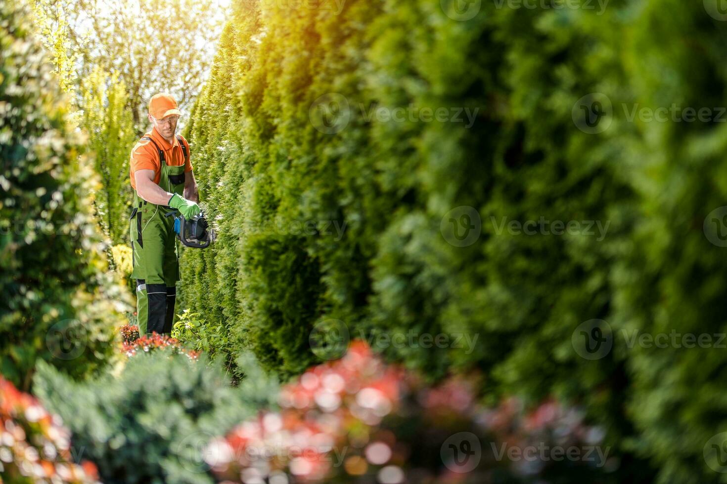 Men Trimming Thujas Hedge photo