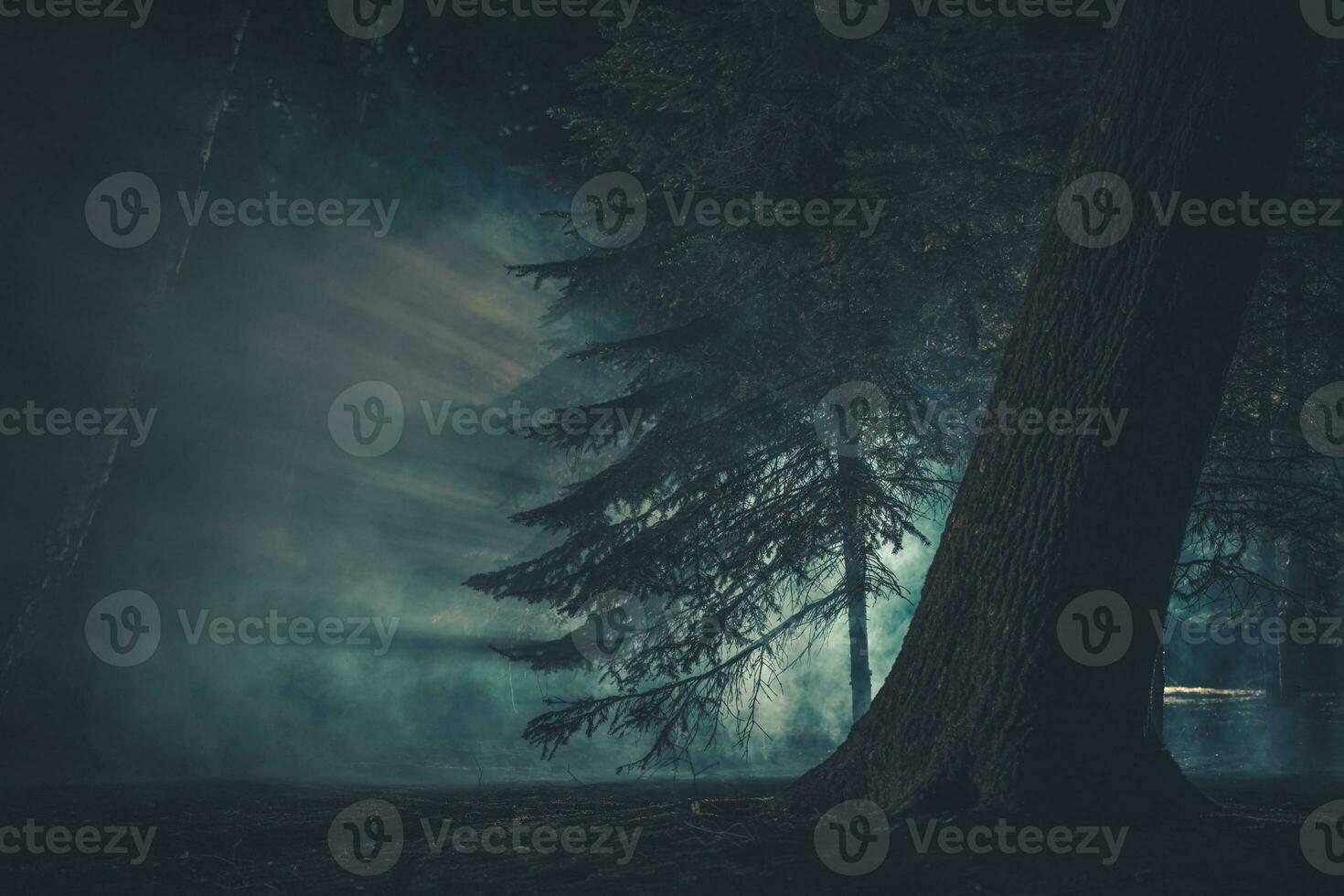 oscuro misterioso bosque cubierto por extraño niebla foto