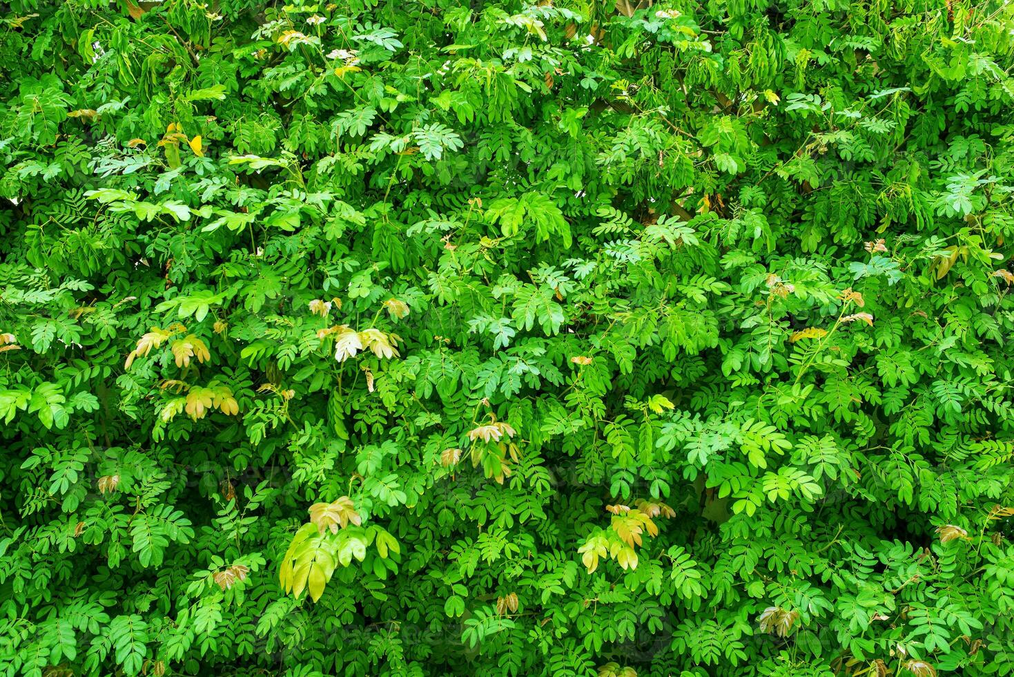 Green Plants Background photo