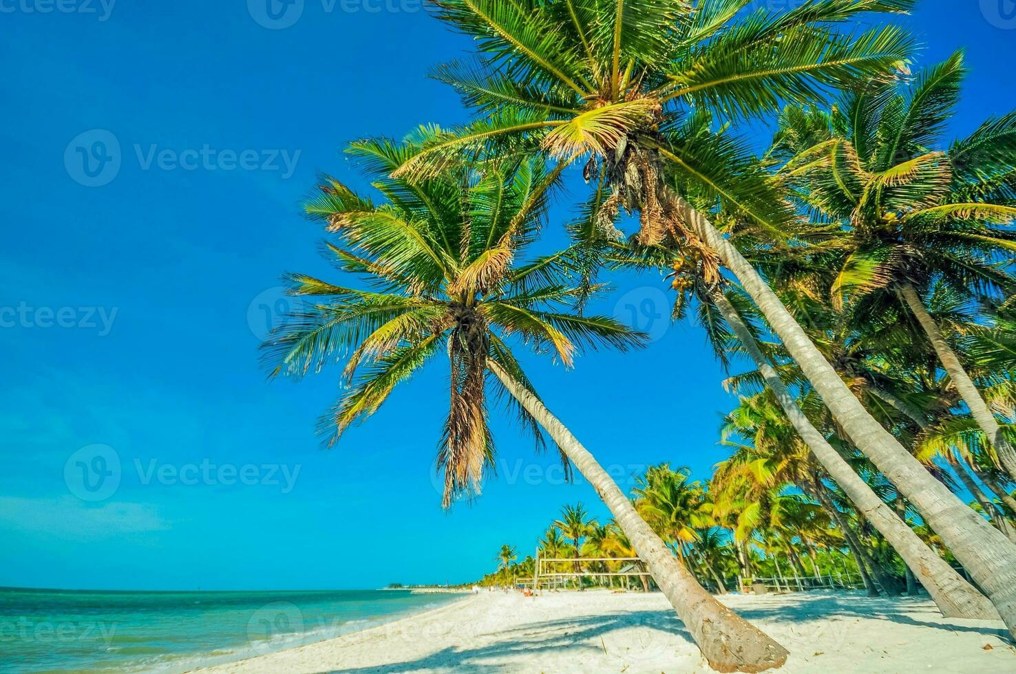 tropical playa con palmas foto