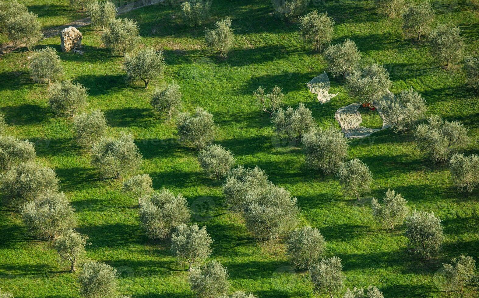 Olive Grove Harvesting photo