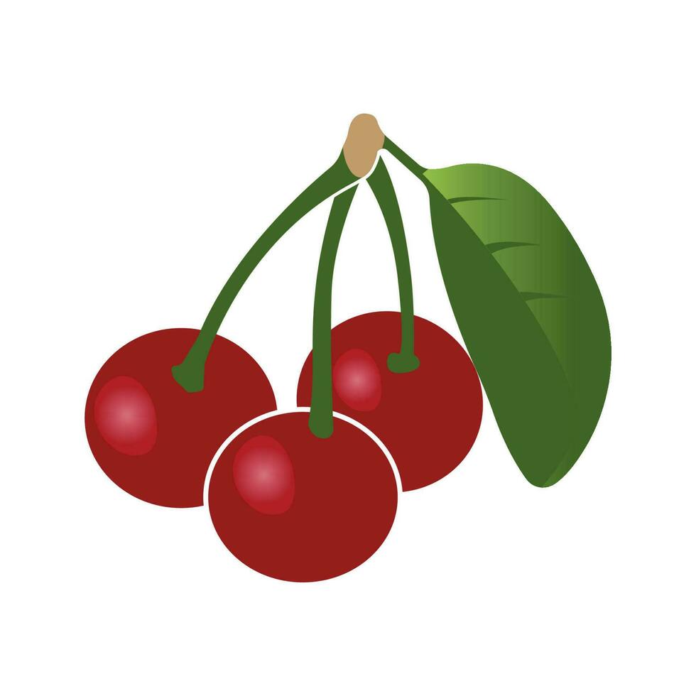 fresh cherry fruit icon vector