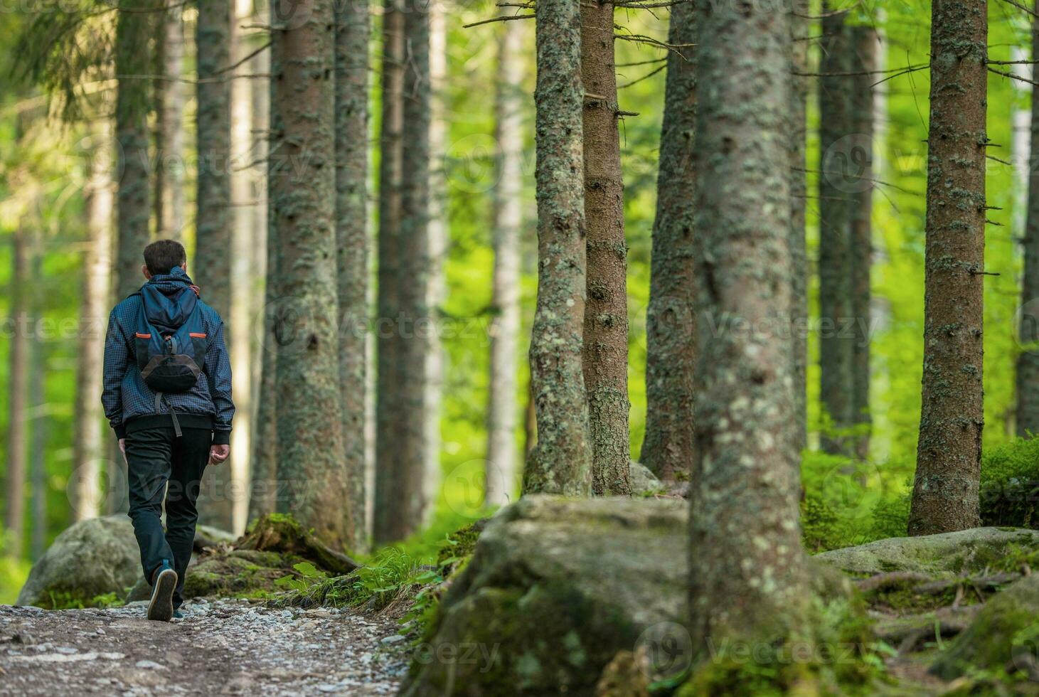Mountain Forest Hiking photo