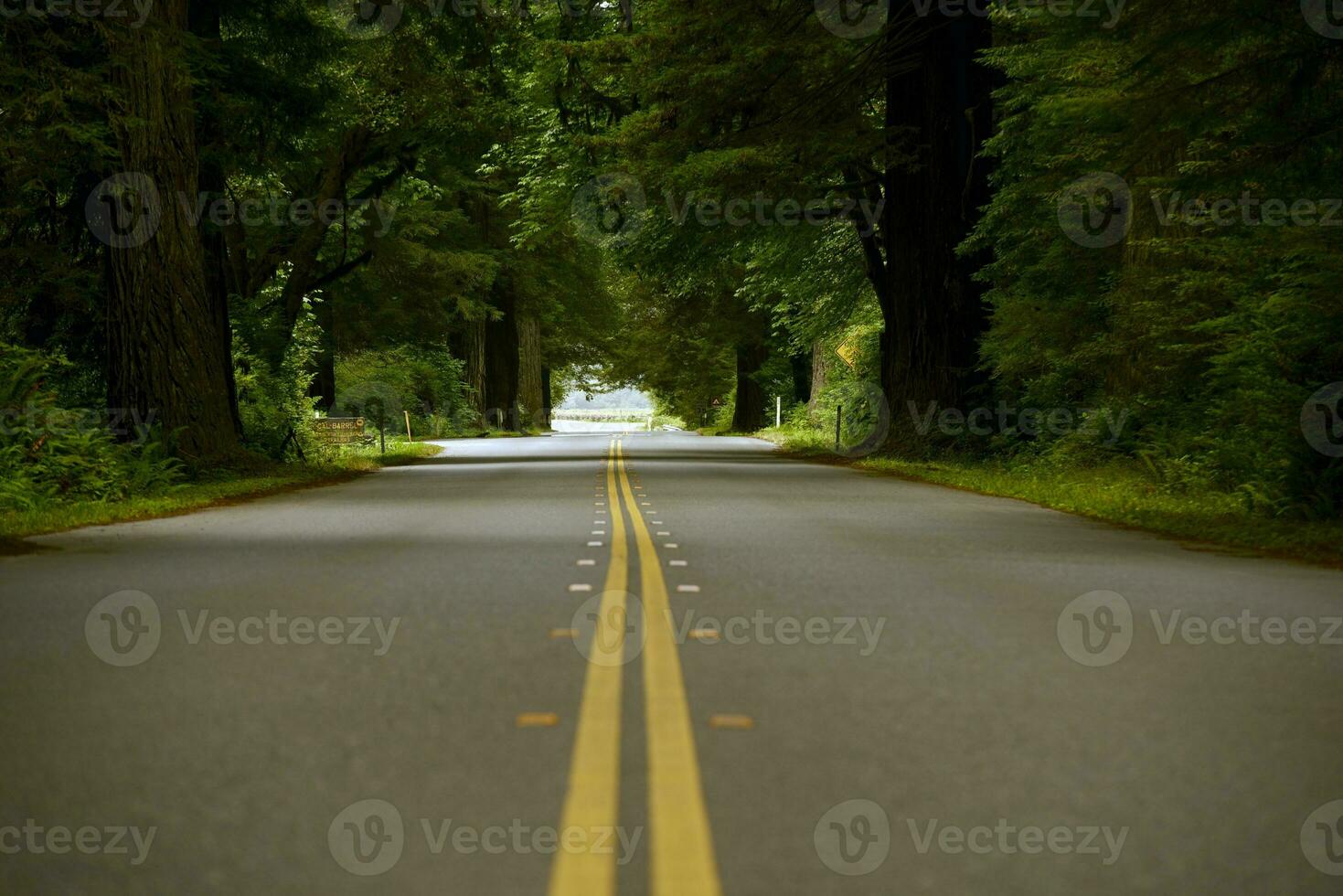 Forest Road View photo