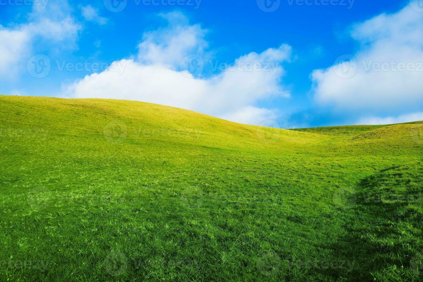 Green Summer Meadow photo