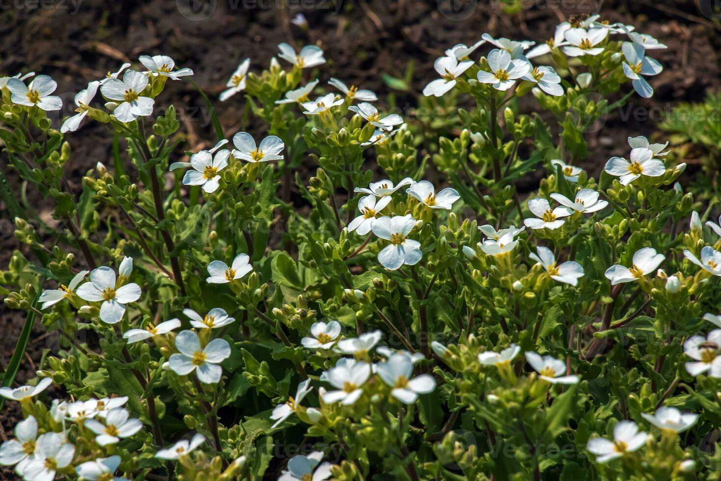 Arabis caucasica arabis mountain rock cress springtime flowering plant, causacian rockcress flowers with white petals in bloom, green leaves photo