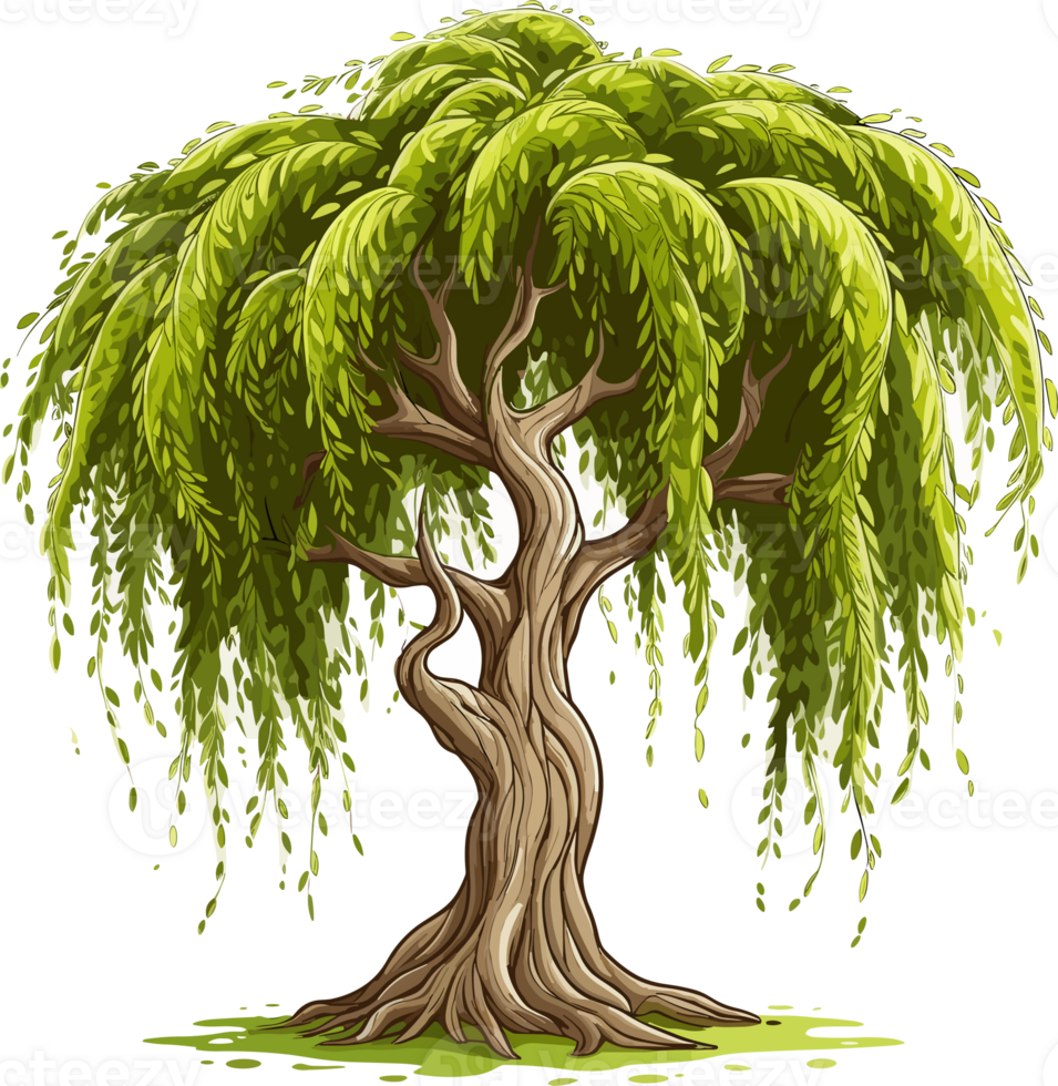 Willow tree Png, Weeping Willow Tree Isolated png