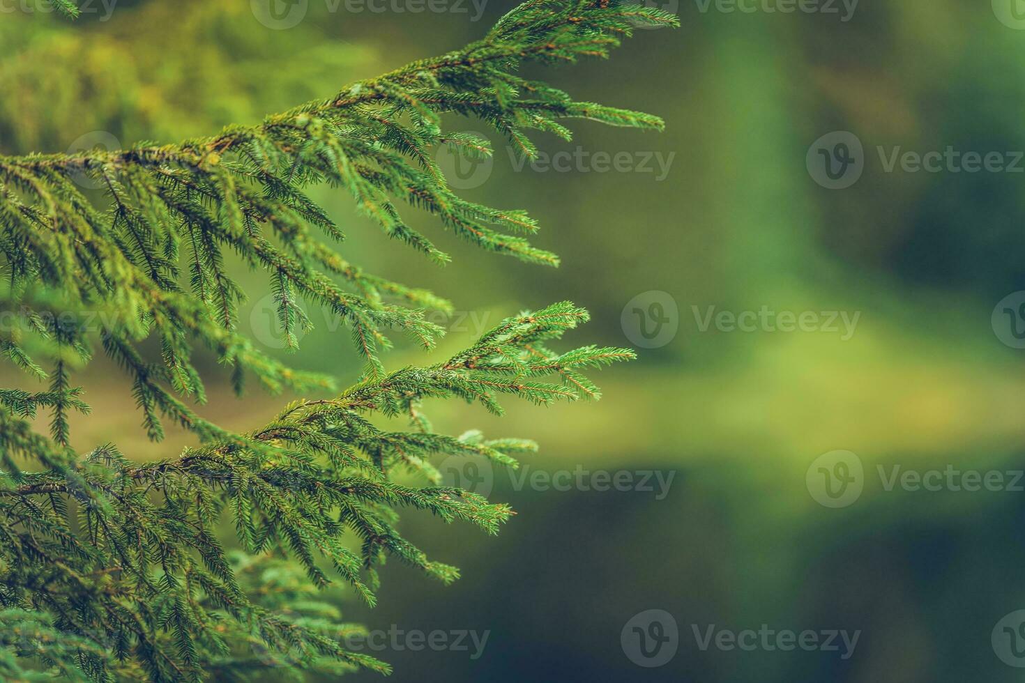 Spruce Branches Background photo