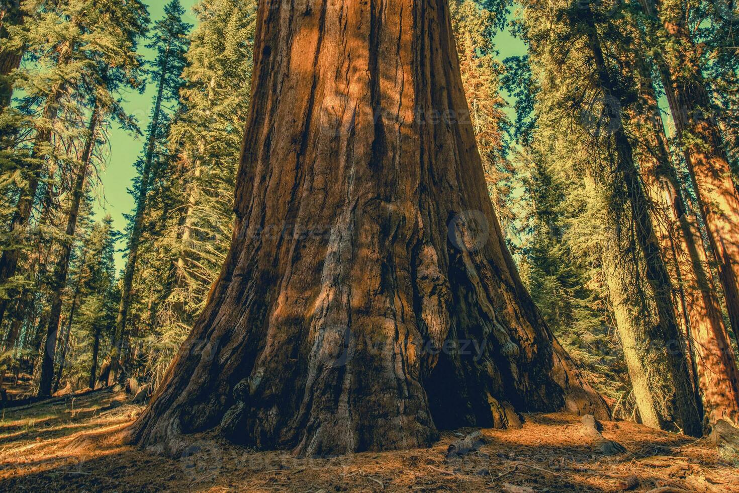 Giant Ancient Sequoia Tree photo
