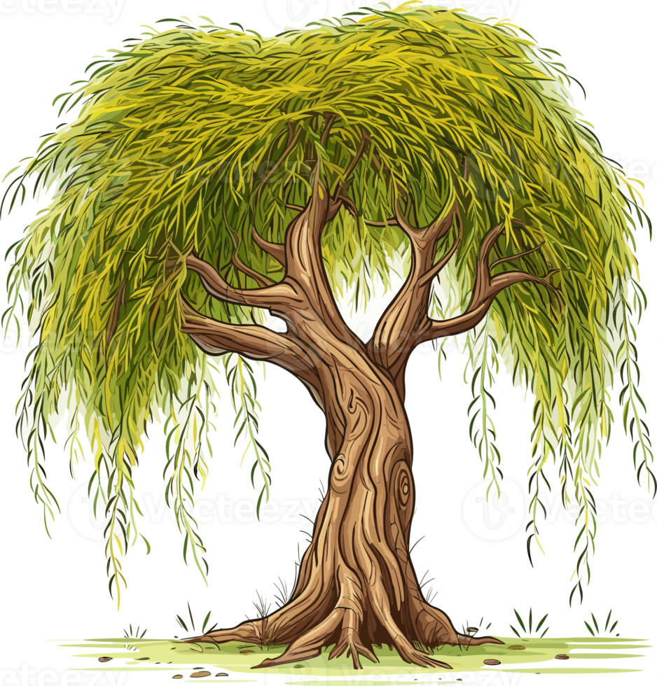 Willow tree Png, Weeping Willow Tree Isolated png