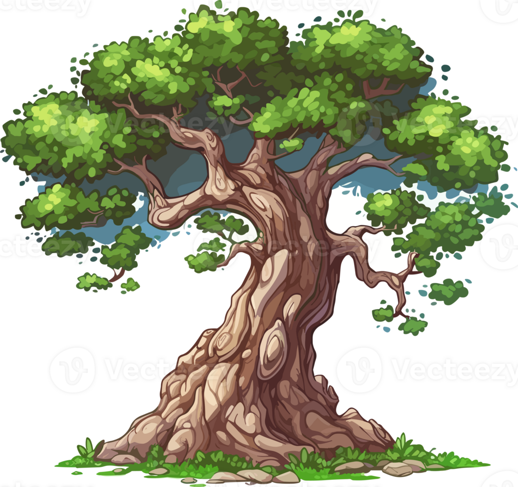 Sycamore tree ,sycamore platanus trees isolated png on a transparent background perfectly cutout