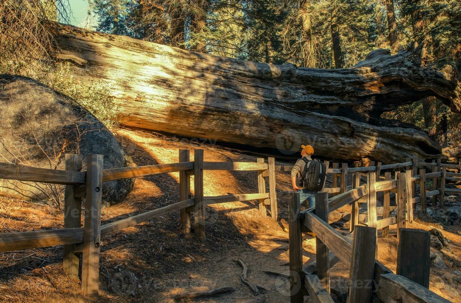 Exploring Giant Sequoia Grove photo