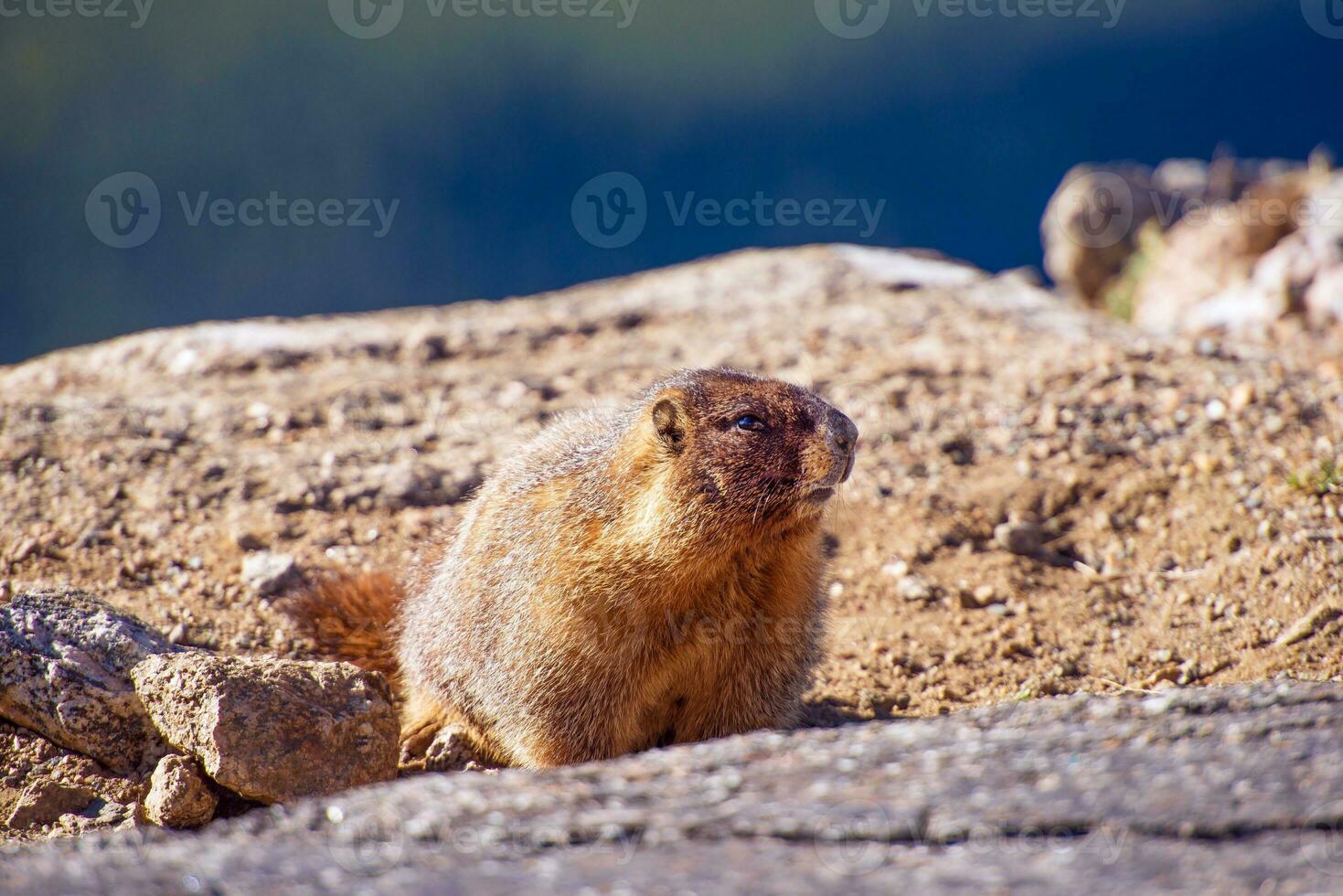 Yellow-Bellied Marmot Close-up photo