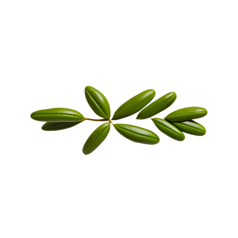 isolated leaves photography, botanical  clipart, graphics, leaves 3d renders, leaves on transparent background png