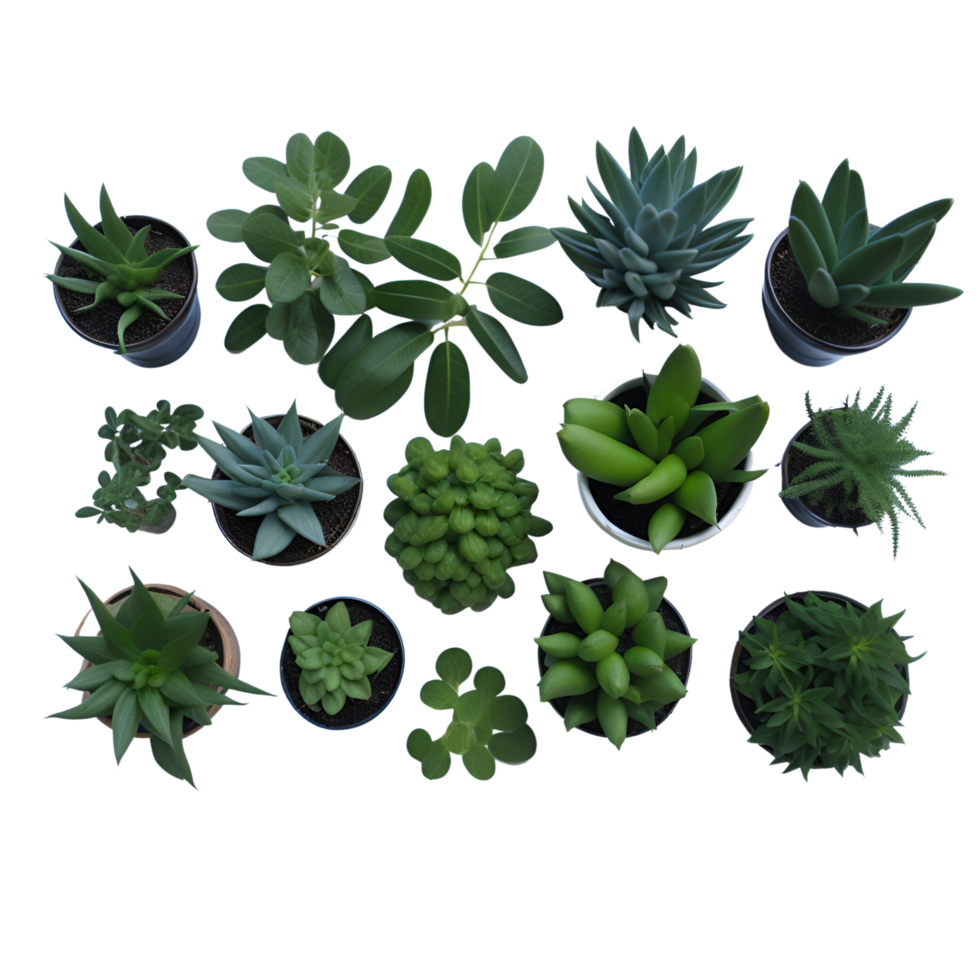 Potted plant top view collection, set of potted plants top view  on transparent background, Succulent plants top view , Indoor potted plants, Botanical cliparts, photography potted plant png