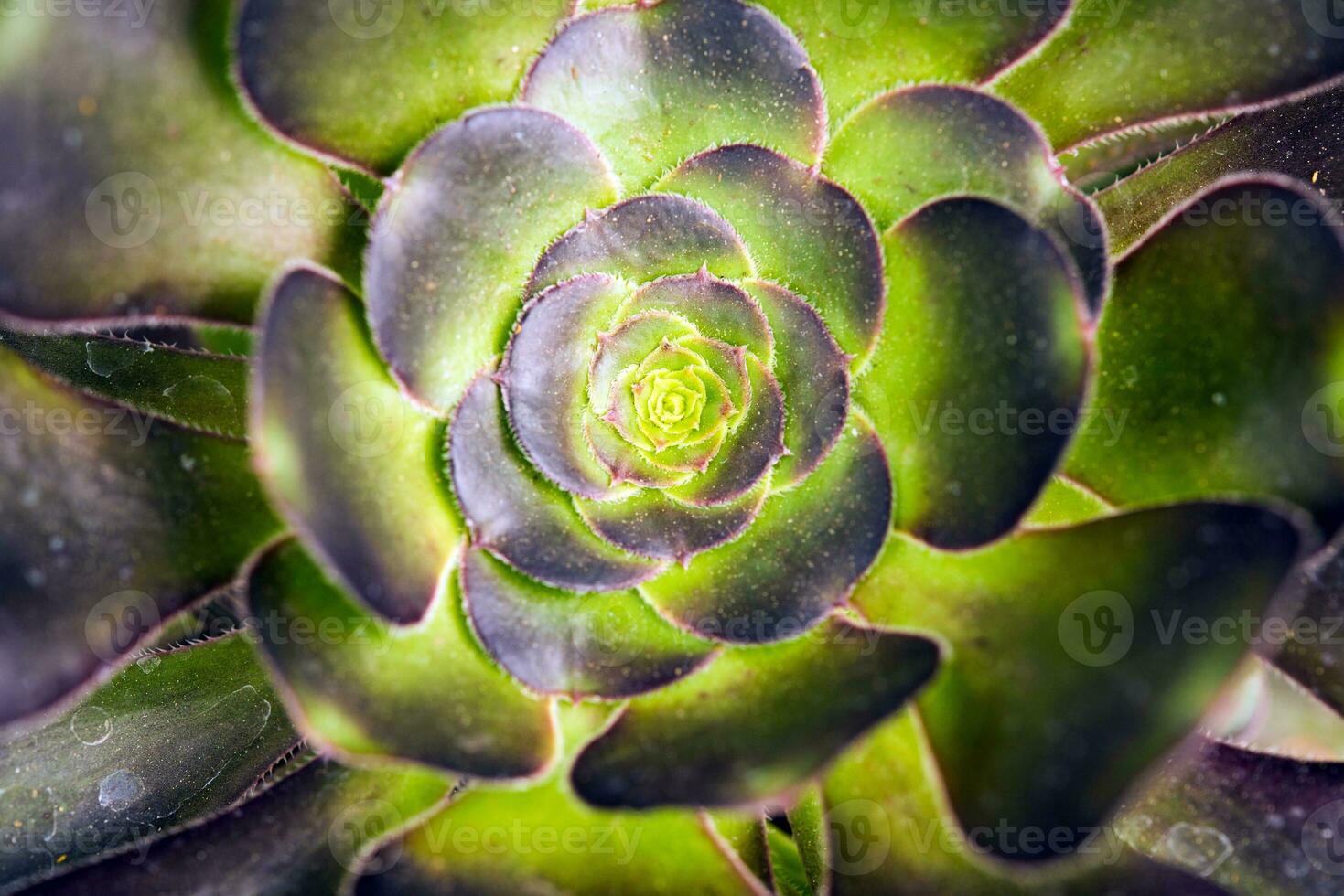 Cactus Specie Closeup photo