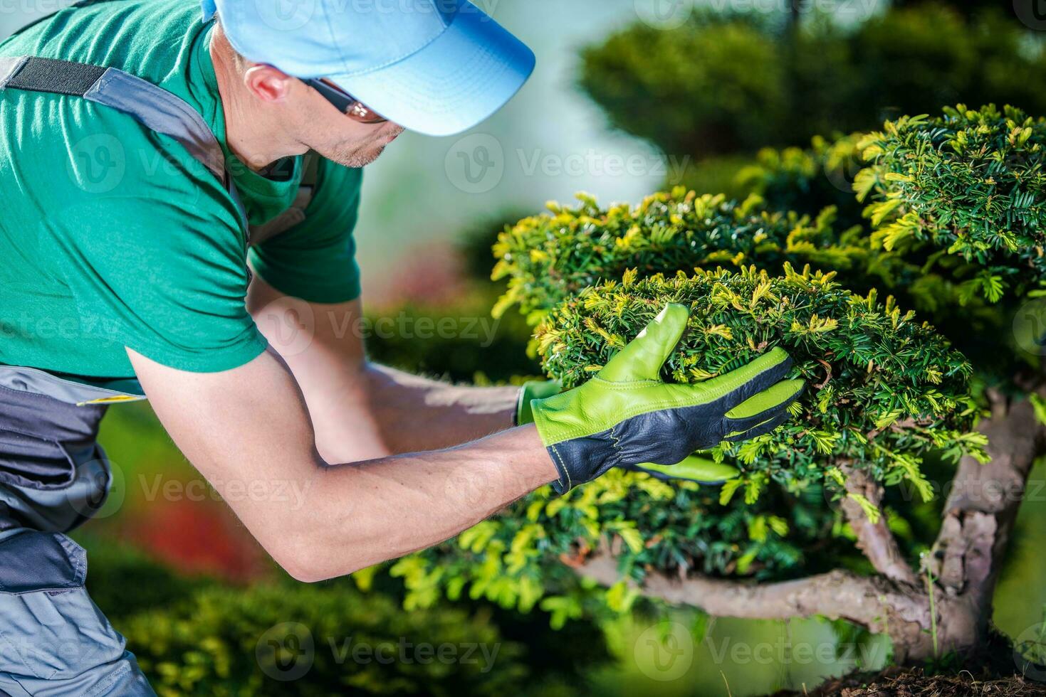 tomando cuidado de jardín arboles foto