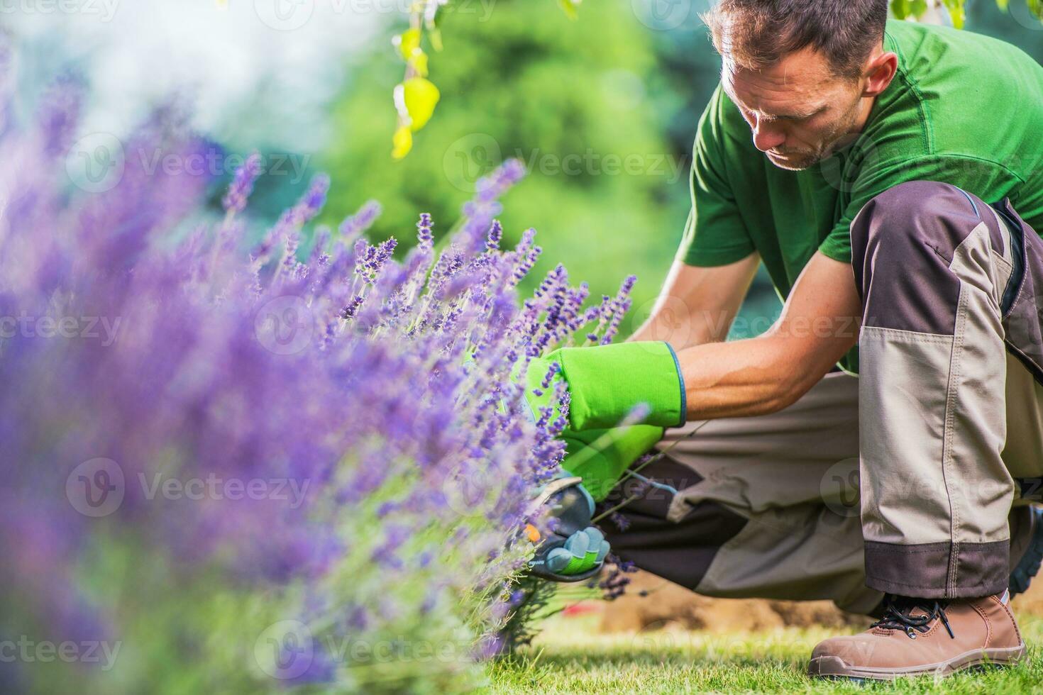 Removing Garden Weeds photo