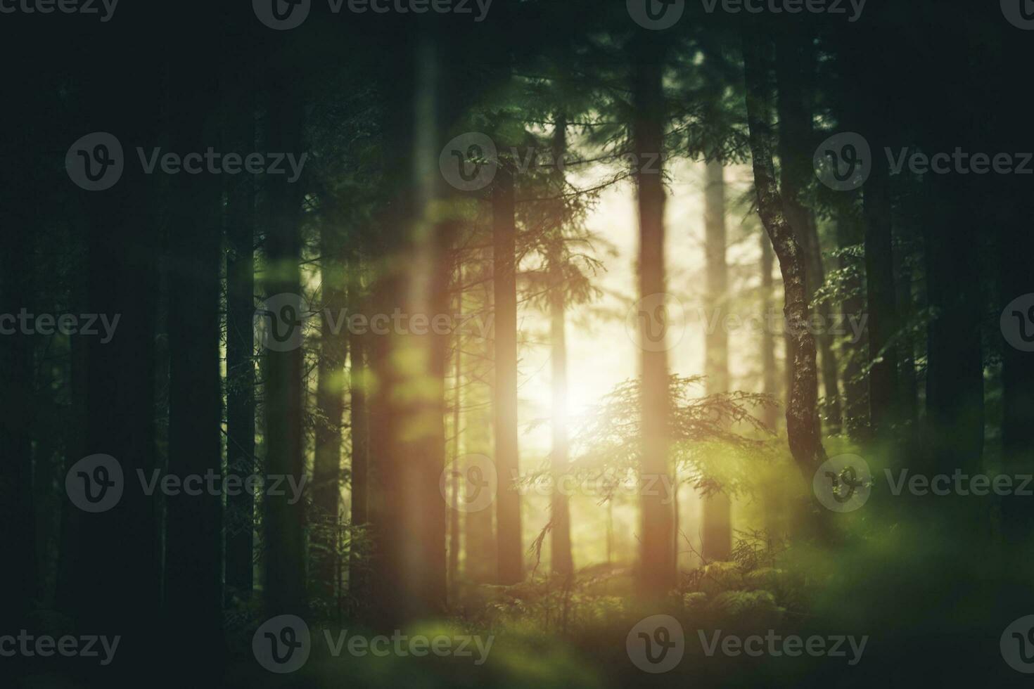 Scenic Forest Sunlight photo