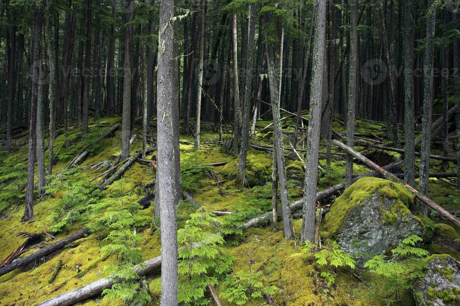 Mossy Deep Forest photo