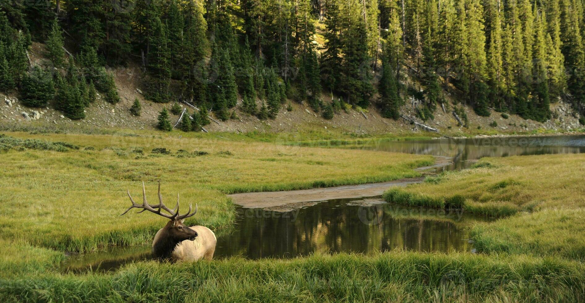 Deer in Colorado photo