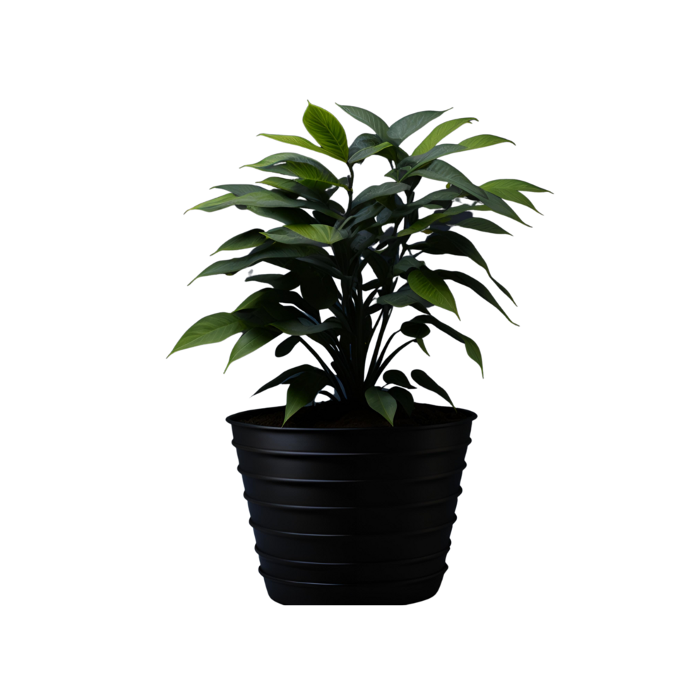Potted plant isolated, potted plant on transparent background, Succulent plants , Indoor potted plants, Botanical cliparts, photography potted plant png