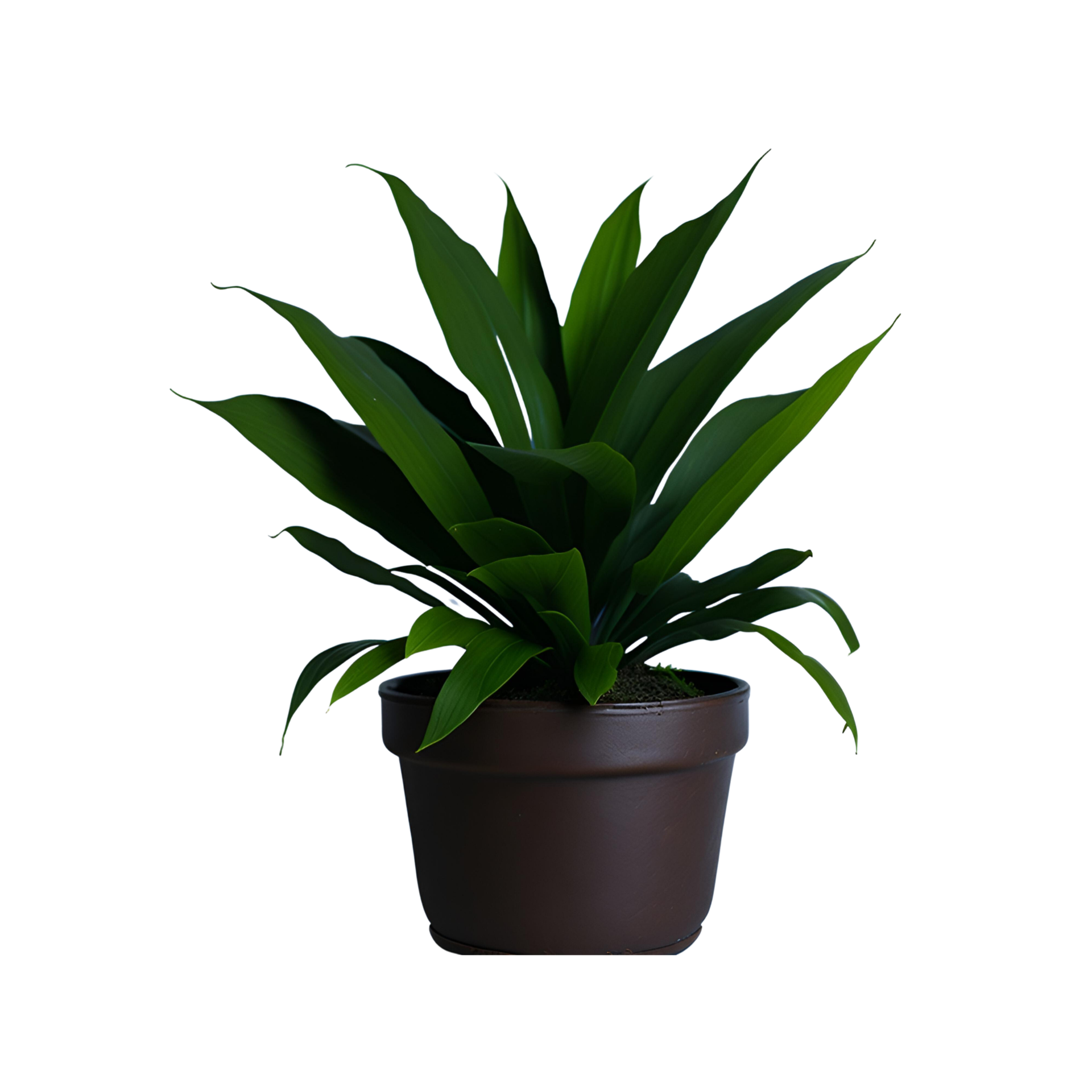 Potted plant isolated, potted plant on transparent background