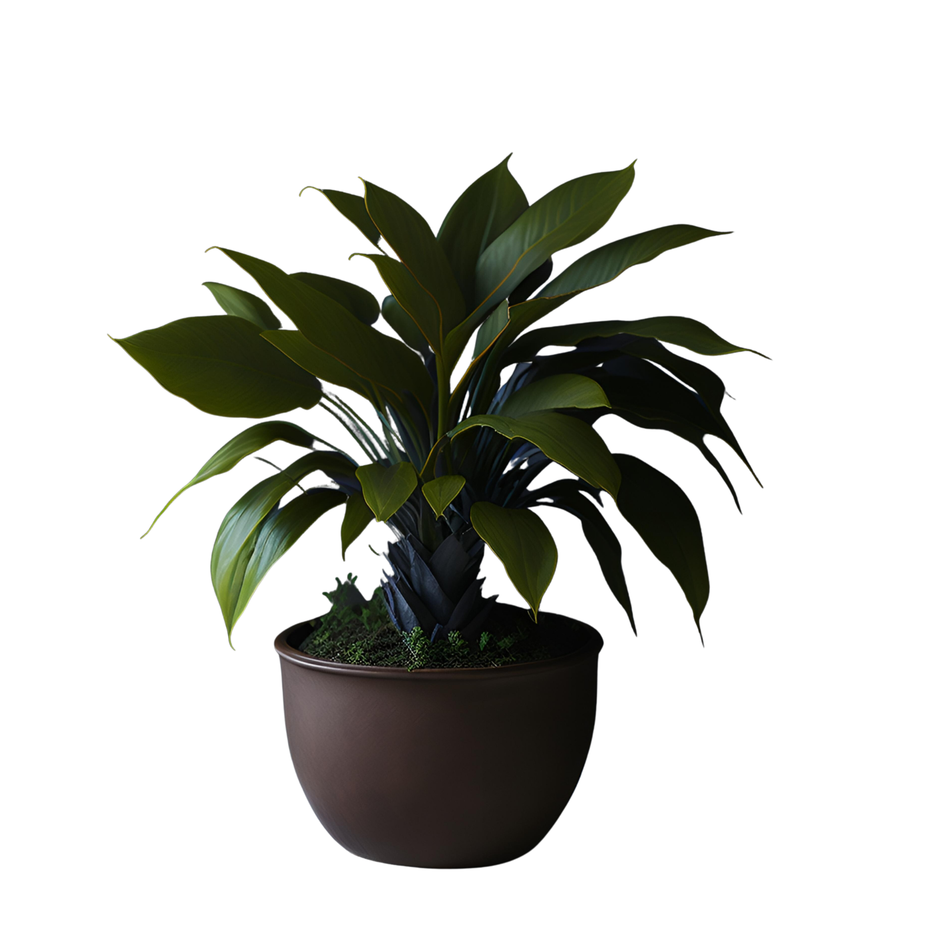 Potted plant isolated, potted plant on transparent background