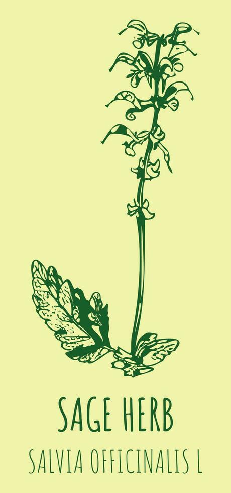 Vector drawings sage. Hand drawn illustration. Latin name Salvia officinalis L.