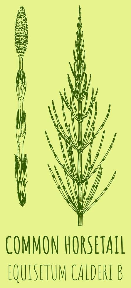 Vector drawings of FIELD HORSETAIL. Hand drawn illustration. Latin name EQUISETUM CALDERI B.