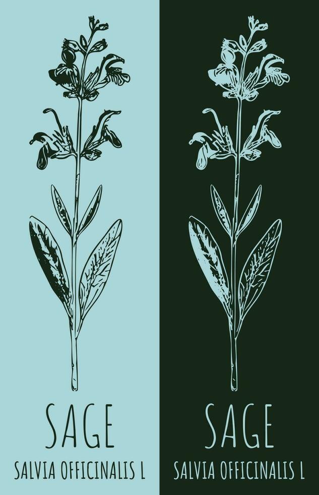 Vector drawings sage. Hand drawn illustration. Latin name Salvia officinalis L.