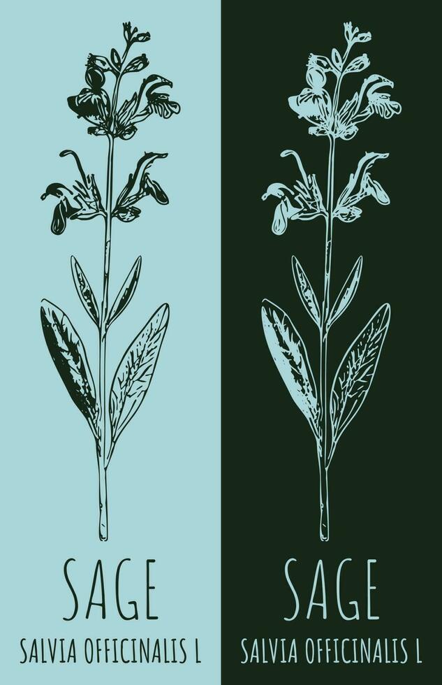 vector dibujos sabio. mano dibujado ilustración. latín nombre salvia officinalis yo