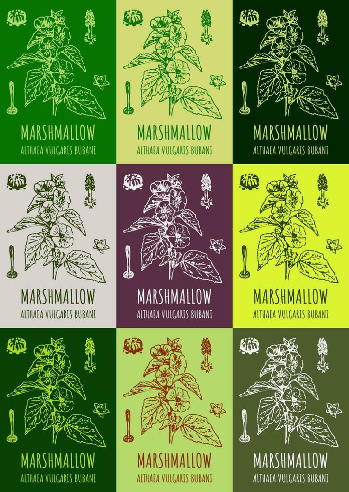 Set of vector drawings MARSH MALLOW in different colors. Hand drawn illustration. Latin name ALTHAEA OFFICINALIS L.