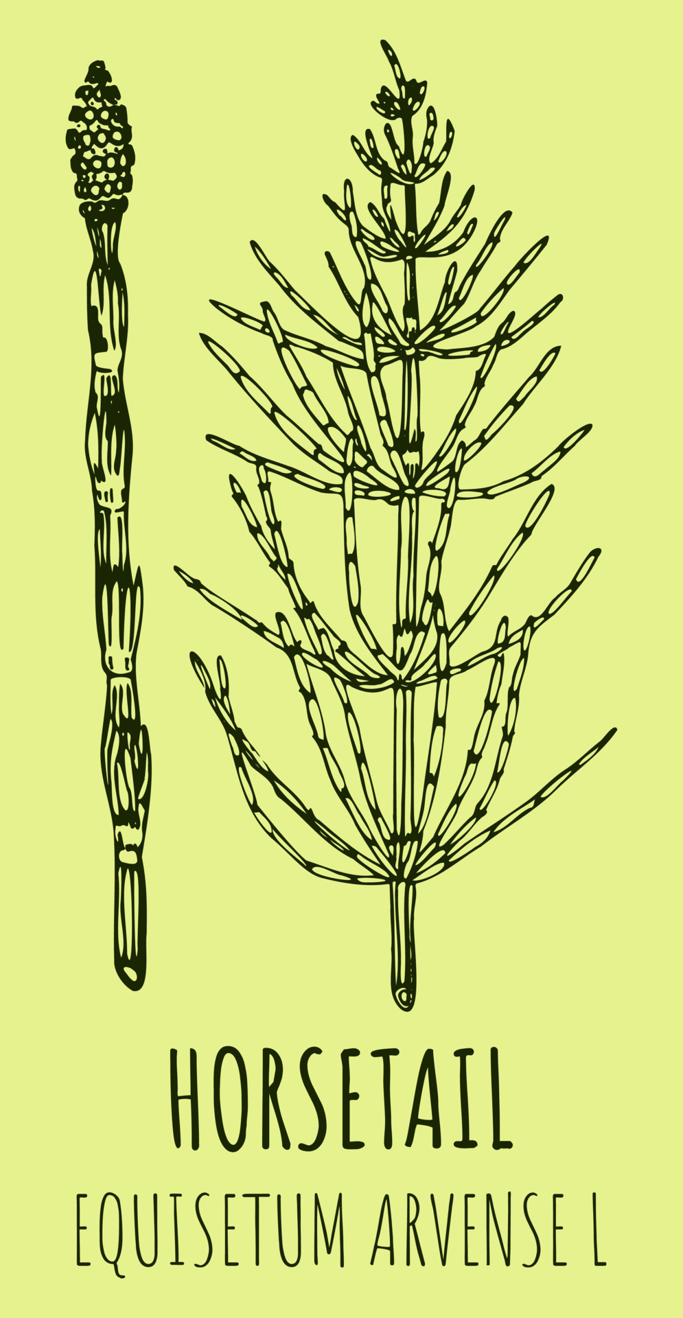 Vector drawings of FIELD HORSETAIL. Hand drawn illustration. Latin name