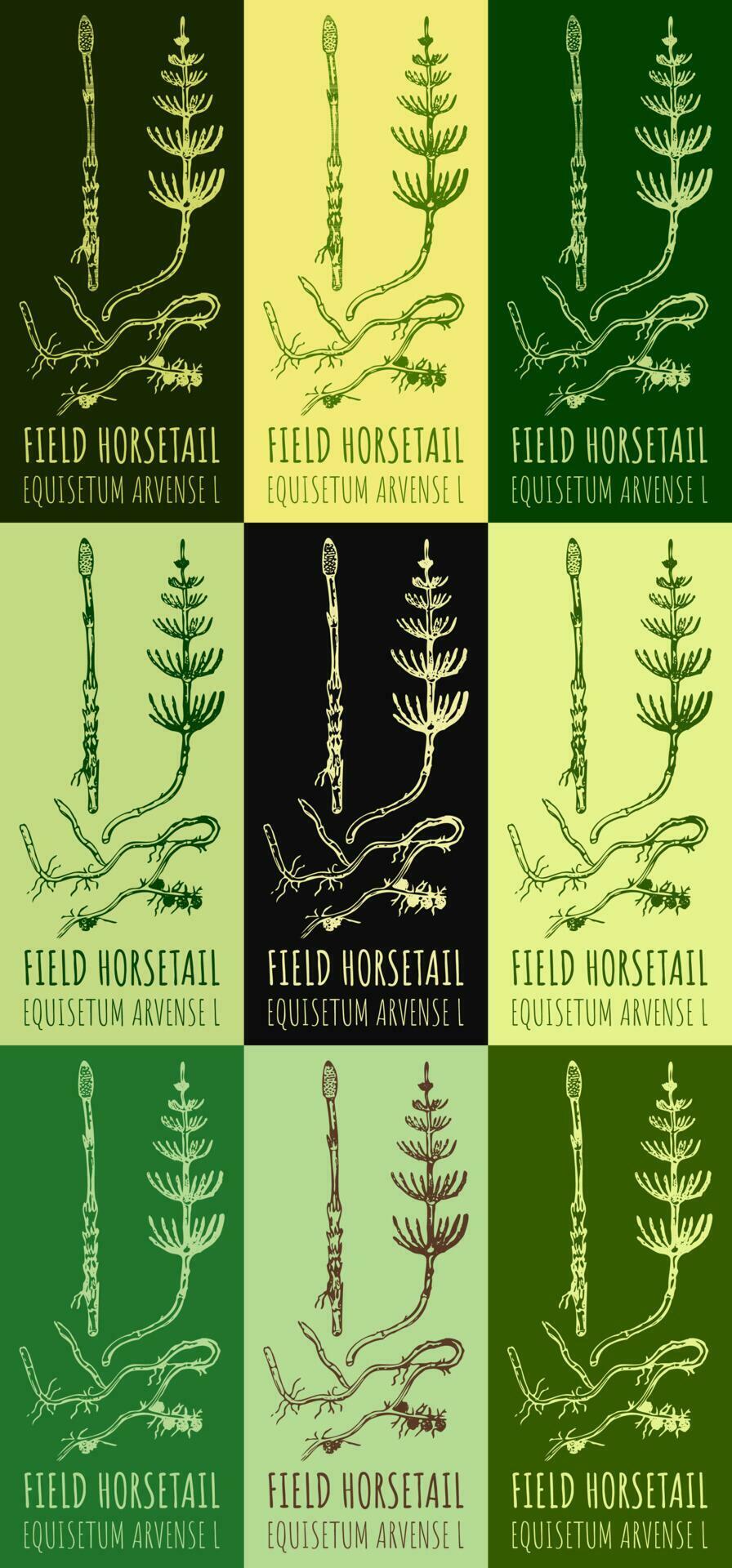 Set of vector drawings FIELD HORSETAIL in different colors. Hand drawn