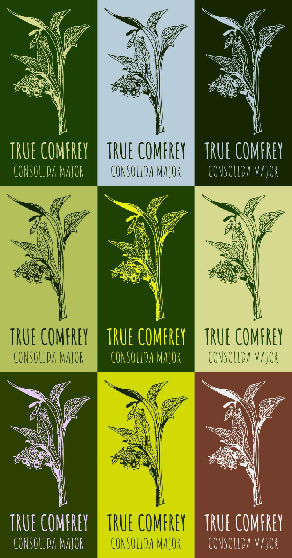 Set of vector drawing of True Comfrey in various colors. Hand drawn