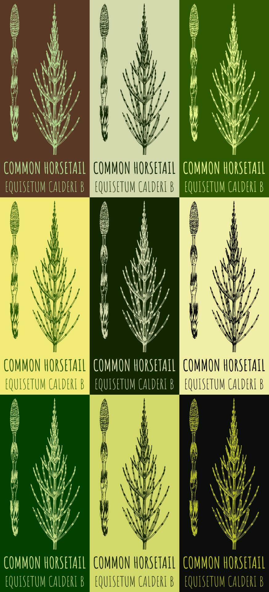 Set of vector drawings FIELD HORSETAIL in different colors. Hand drawn