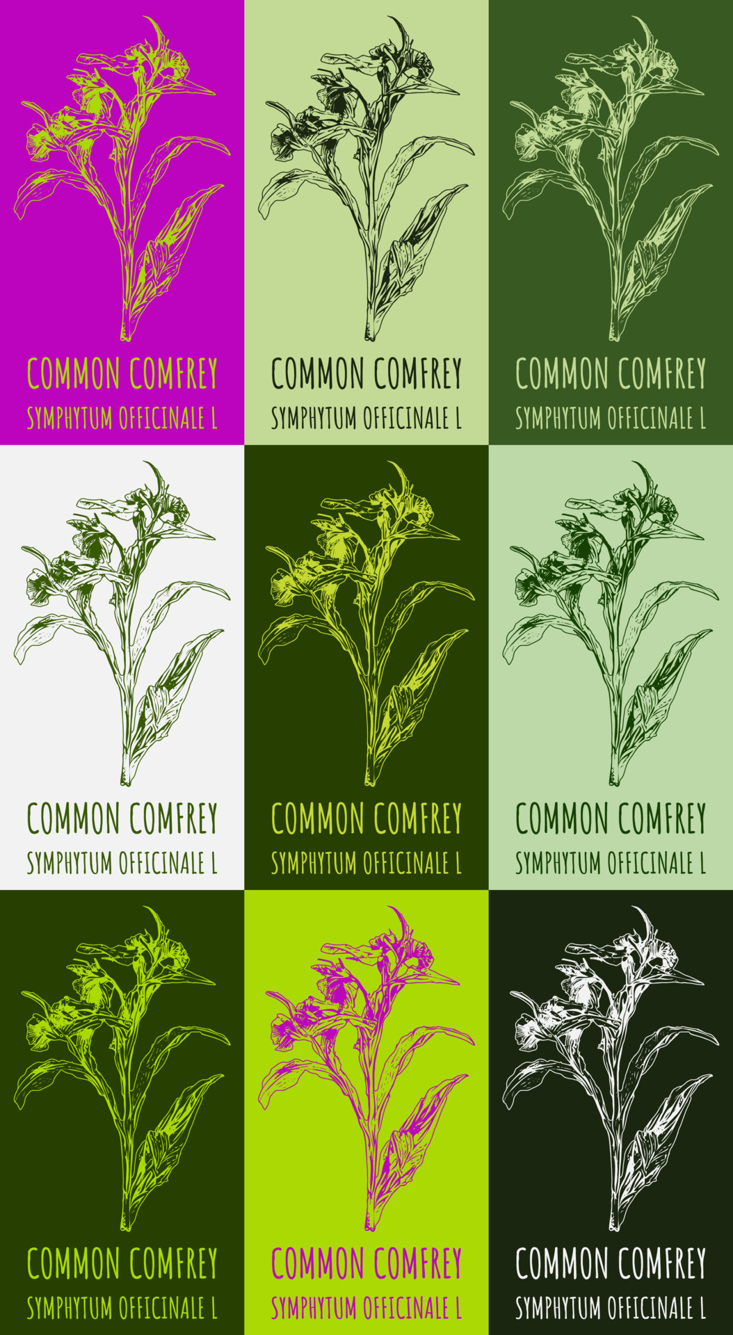 Set of vector drawing of Common Comfrey in various colors. Hand drawn illustration. Latin name