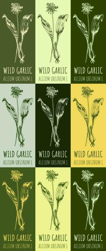 Set of vector drawing of  WILD GARLIC in various colors. Hand drawn illustration. Latin name ALLIUM URSINUM L.