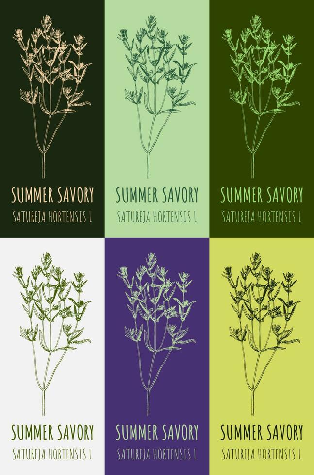 Set of vector drawing of SUMMER SAVORY  in various colors. Hand drawn illustration. Latin name SATUREJA HORTENSIS L.