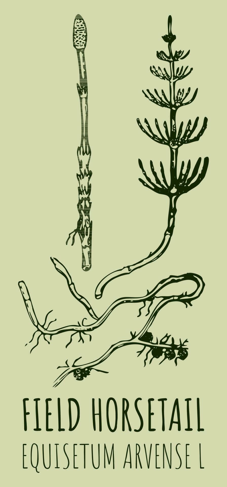 Vector drawings of FIELD HORSETAIL. Hand drawn illustration. Latin name