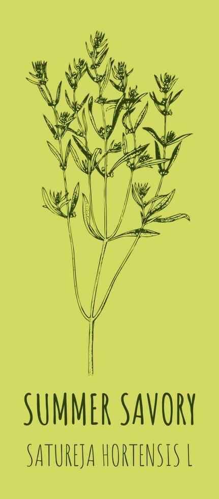 Vector drawings SUMMER SAVORY . Hand drawn illustration. Latin name SATUREJA HORTENSIS L.