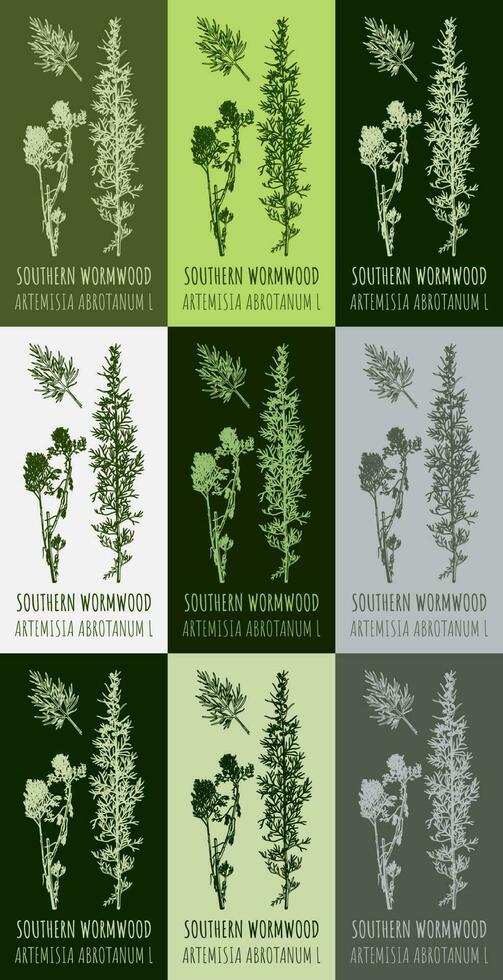 Set of vector drawing of SOUTHERN WORMWOOD  in various colors. Hand drawn illustration. Latin name ARTEMISIA ABROTANUM L.