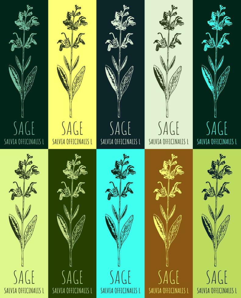 Set of vector drawing of sage  in various colors. Hand drawn illustration. Latin name Salvia officinalis L.