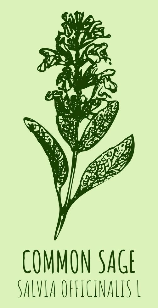 vector dibujos sabio. mano dibujado ilustración. latín nombre salvia officinalis yo