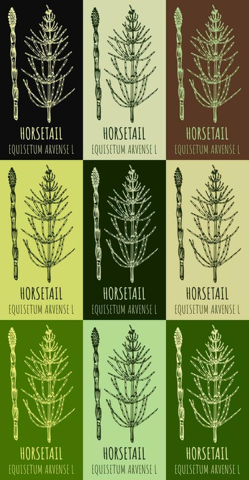Set of vector drawings FIELD HORSETAIL in different colors. Hand drawn