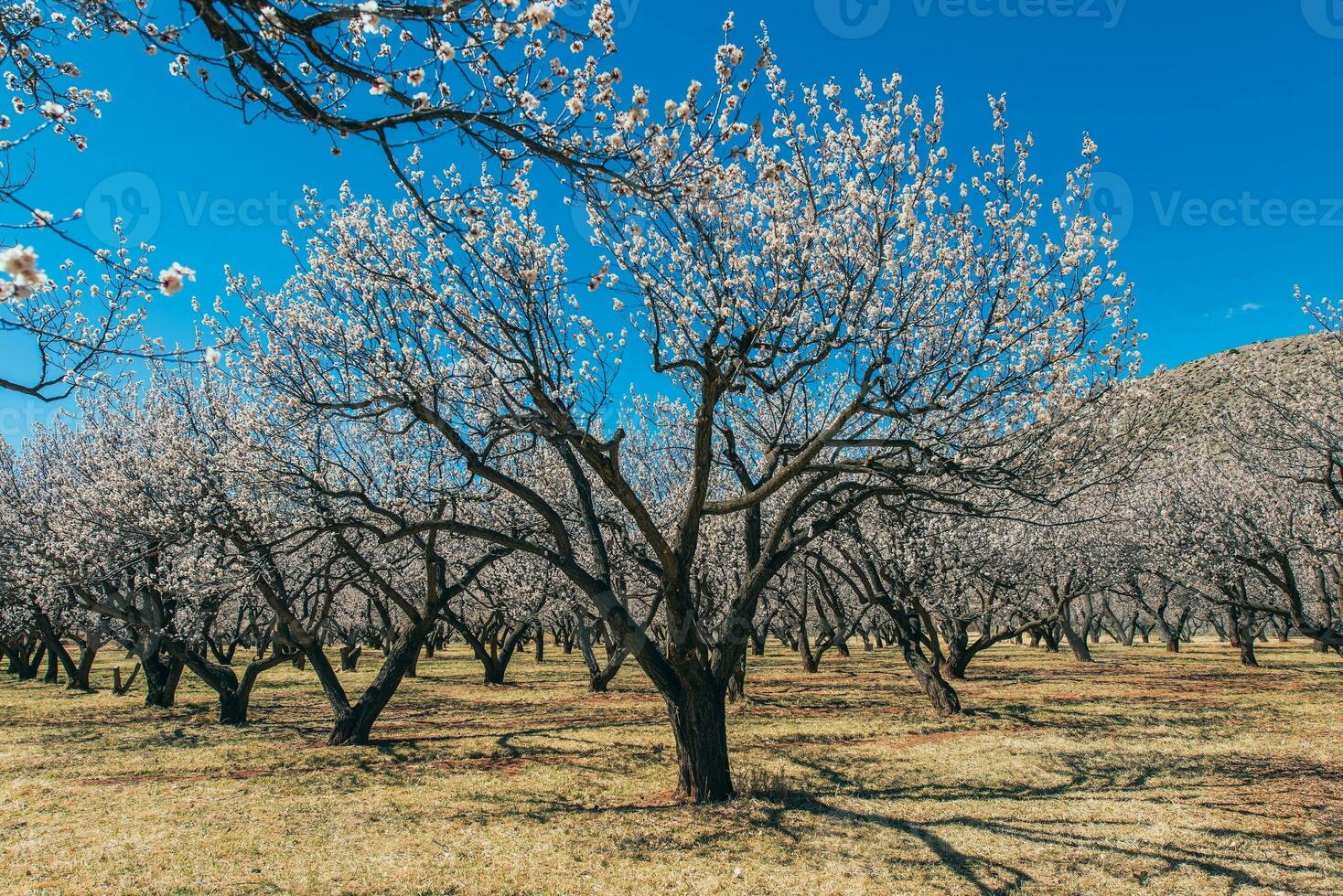 Blossom Garden view photo