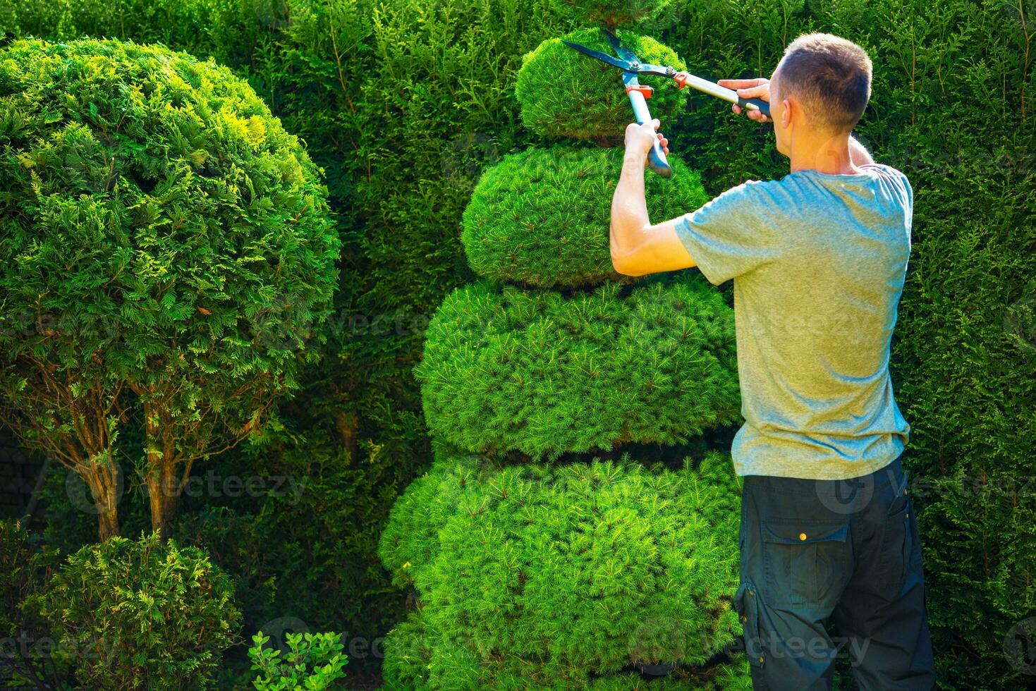 Topiary Trimming Plants photo